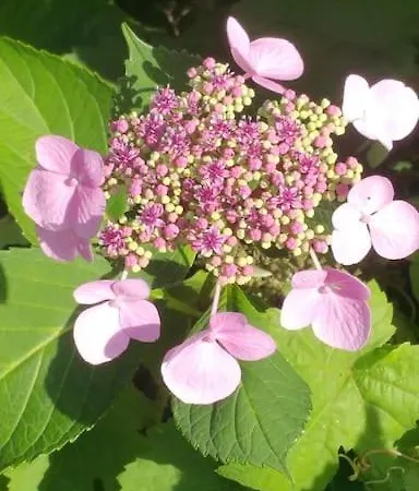 Casa Sibbe With Beautiful View בית נופש *