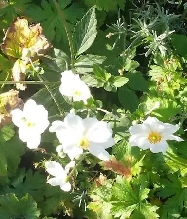 Сasa de vacaciones Casa Sibbe With Beautiful View Valkenburg aan de Geul