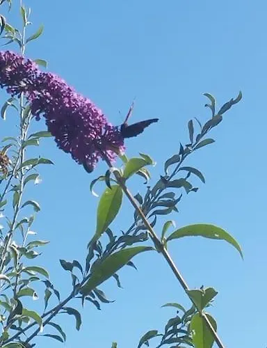 Casa Sibbe With Beautiful View Feriehus