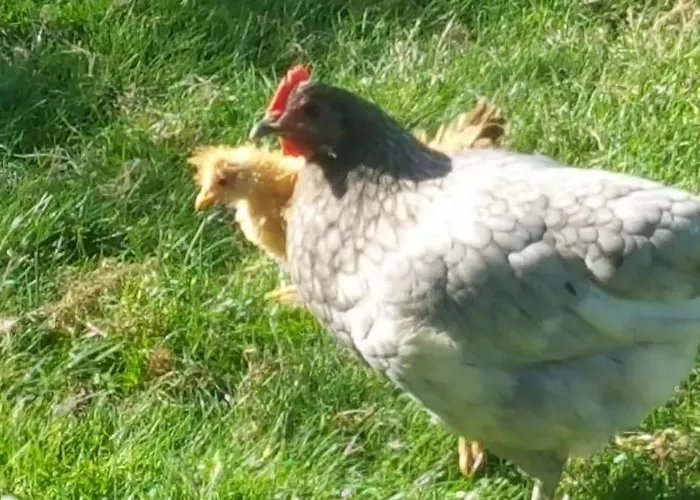 Casa Sibbe With Beautiful View Feriehus