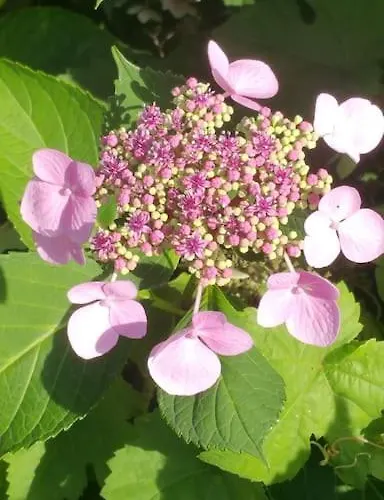 Casa Sibbe With Beautiful View 別荘 *