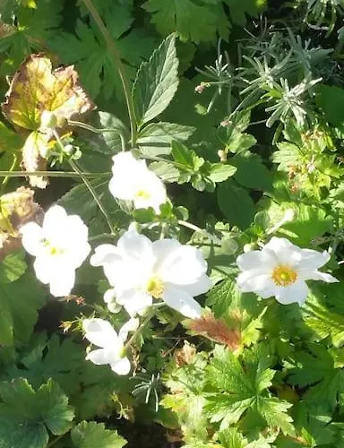 Feriehus Casa Sibbe With Beautiful View Valkenburg aan de Geul