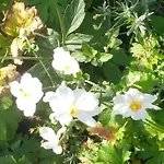 Holiday home Casa Sibbe With Beautiful View Valkenburg aan de Geul